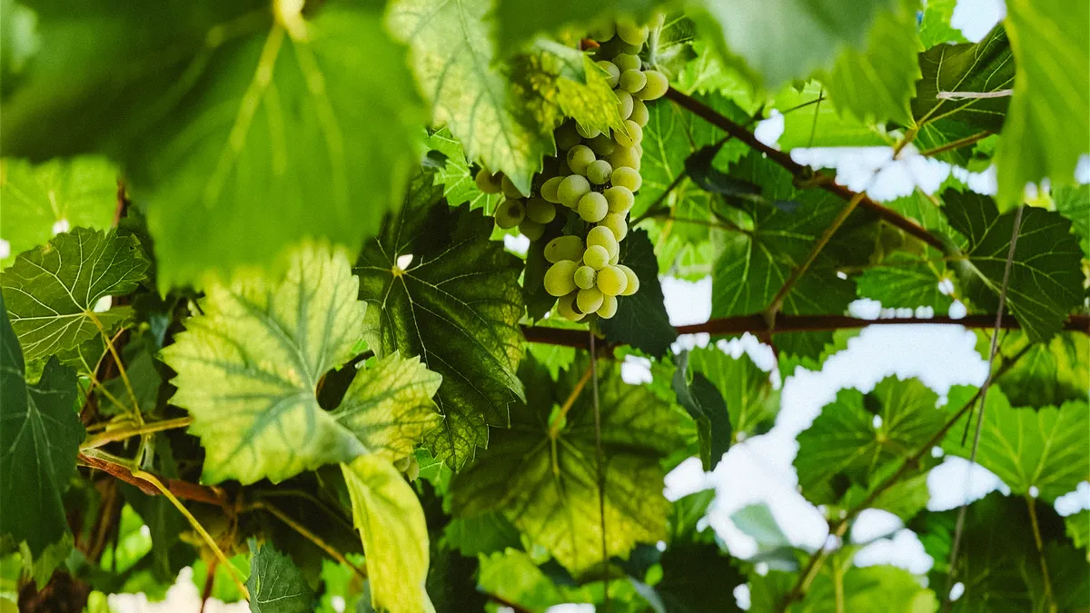 Grapevine garden detail